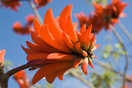 Blütenpracht auf Nordzypern