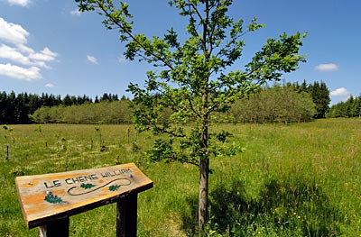 Belgien - Wallonien - Naturpark Hohes Venn