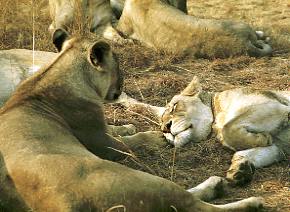Botswana / Löwen