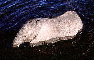 Botswana / schwimmendes Elefantenbaby 