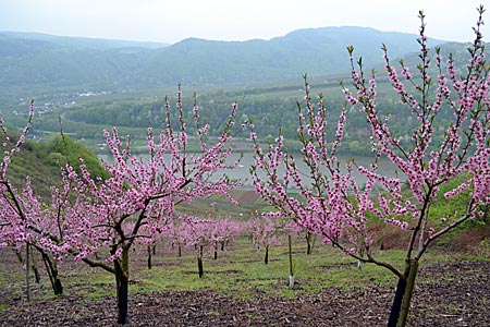 Frühlingsboten: Die blühenden Pfirsichbäume sind nicht nur schön anzuschauen, der verarbeitete Weinbergpfirsich ist auch eine regionale Spezialität