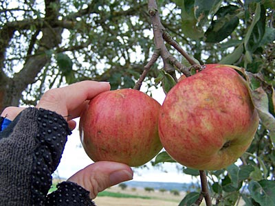 Deutschland - Dort schmecken die Äpfel von den Streuobstwiesen noch mal so gut