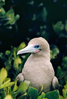 Galapagos / Rotfußtölpel