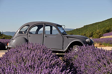 Ententour mit der nostalgischen 2CV in der Provence. Die Ente umgeben von Lavendelfeldern