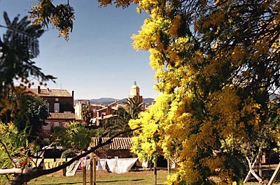 Frankreich - Cote d'Azur - Von Mimosen gerahmt: Blick auf die Altstadt von Saint-Tropez
