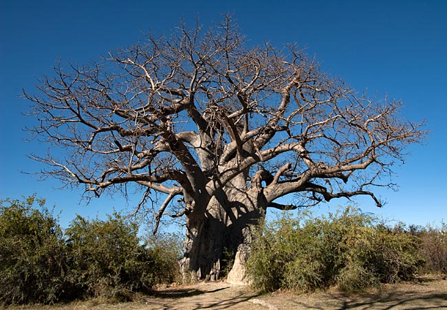 Namibia - gigantischer Baobab im Mahangu Park