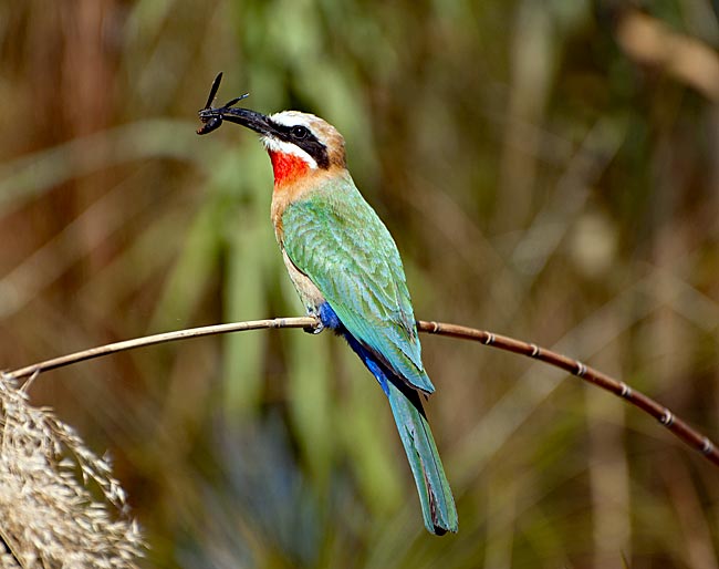 Botswana - ein Bee-eater mit seiner Beute