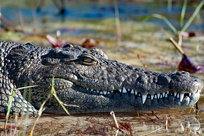 Botswana - Krokodil