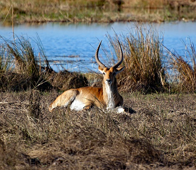 Namibia - Antilope im Mahangu Park