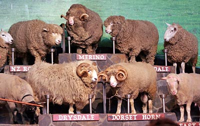 Neuseeland - Agrodome Sheep Show