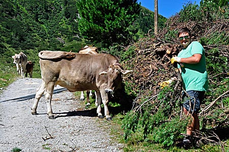 Volunteering Tirol: Lauter neugierige Kühe. Alex Wopfner amüsiert sich drüber. Schwendarbeit auf der Waxegg im zemmgrund, Hochgebirgsnaturpark Zillertaler Alpen, Tirol, Österreich