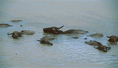 Sri Lanka Büffel im Wasser