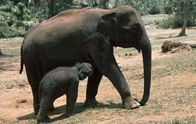 Sri Lanka Elefantenbaby