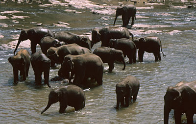 Sri Lanka Elefanten im Fluss