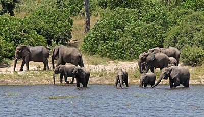 Elefanten satt im Chobe NP