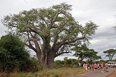 Touristenmagnet unweit de Fälle – mächtiger Baobab