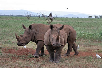 Südafrika - Hluhluwe-Umfolozi - Nashörner