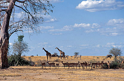 Tansania Safari Savanne