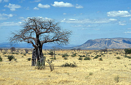 Tansania Safari Wildnis