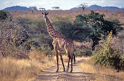 Tansania Safari Giraffe