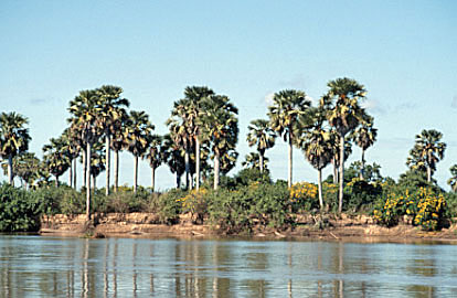 Tansania Safari Am Fluss