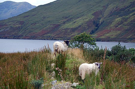 Hamlet und Sally, die beiden wilden Blackfacesheeps vor dem Cottage "Killary View". Es liegt im Dorf Leenaun, am Kopf vom Killary Harbour, dem einzigen Fjord Irlands. 