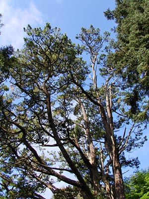 Irland - Mehr als 7 Meter Stammumfang hat diese Monterey-Fichte in Lisselan Gardens