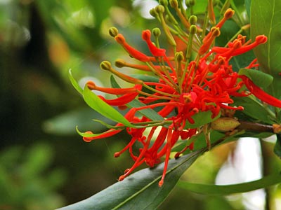 Irland - Die Blüte des „Chilenischen Feuerbaums“ 
