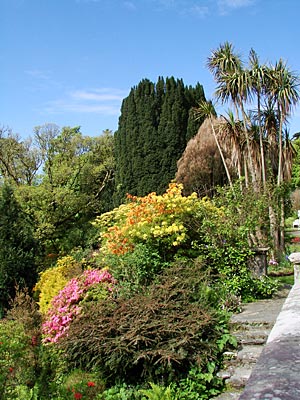 Irland - Keulenlilie und Rhododendron in Lisselan Gardens