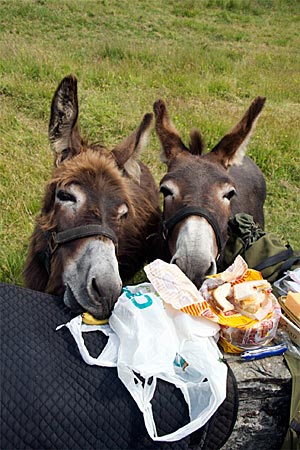 Irland - Picknick mit Eseln