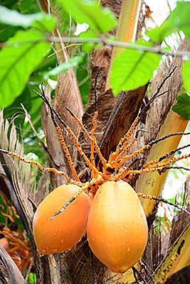 Papua-Neuguinea - Kokospalme