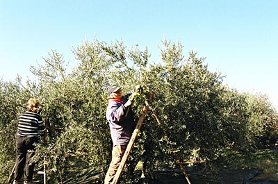 Frankreich - Provence - Mit einer kleinen Harke streichen Erntehelferinnen die Früchte vorsichtig von den Zweigen