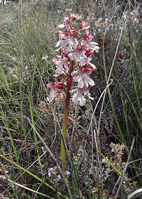 Frankreich - Provence - wilde Orchidee - Ragwurz