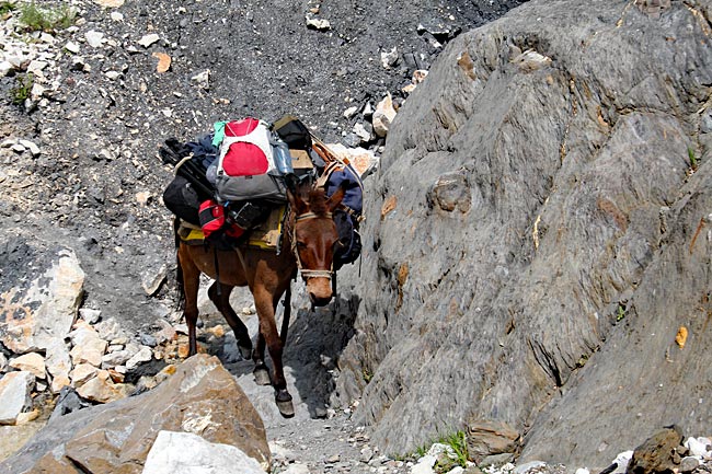 Nordalbanien - Maultier als Lastenträger