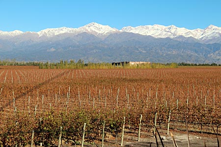 Argentinien - Weinanbau bei Mendoza - Weingut Rutini