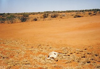 Australien / totes Känguru
