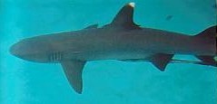 Australien / Reef Shark