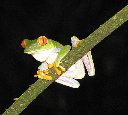 Costa Rica - Frosch bei Nacht im Dschungel