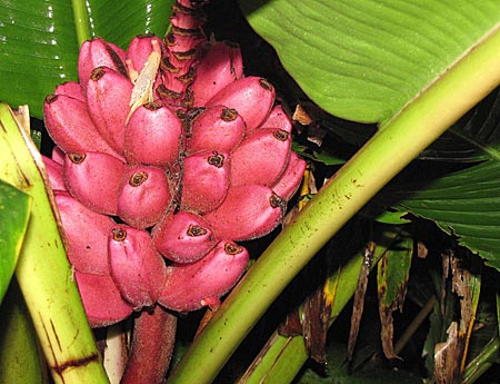 Costa Rica - Früchte
