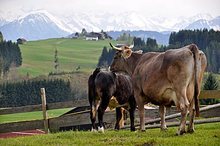 Kühe auf der Weide, Allgäu
