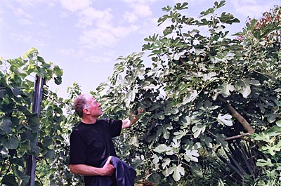 Pfalz - Feigen - Feigenexperte Gunter Schmidt prüft die noch kleinen Früchte in seinem Garten