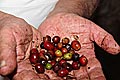 Kolumbien-Urlaub auf den Spuren des Kaffees. Warum Tourismus, Kakao und Bier dem Anbau von Gourmetkaffee Konkurrenz machen