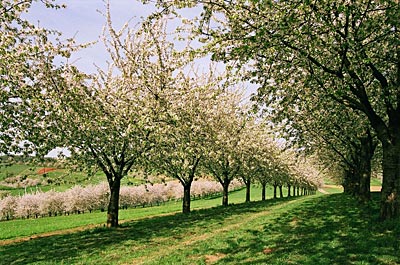 Kirschbäume in Blüte im Markgräflerland