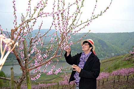 Gärtnerin Monika Servaty prüft im ehemaligen Weinberg hoch über der Mosel den Stand der Blüte