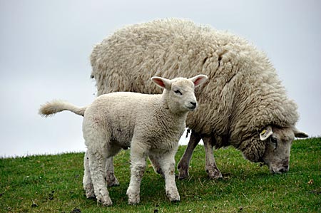 Nordsee - Schafe auf dem Deich