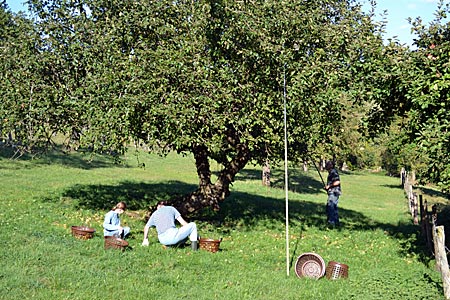 Odenwald - Reine Handarbeit: Apfelernte auf einer Streuobstwiese