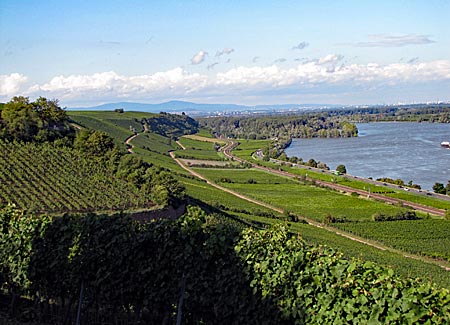 Rheinterrassenweg - Blick vom Brudersberg Weinlage am Roten Hang