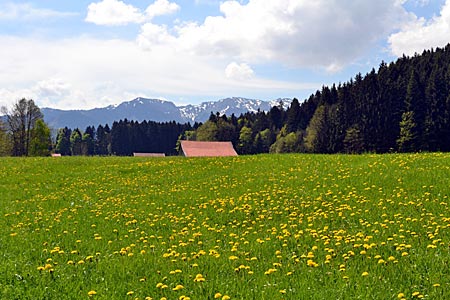 Tölzer Land - Das Gesicht der Landschaft im Frühling. Blühende Löwenzahnwiese bei Wackersberg mit Blick auf das Karwendelgebirge