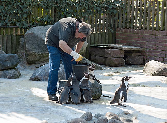 Cuxhaven - Pinguine im Kurpark Döse