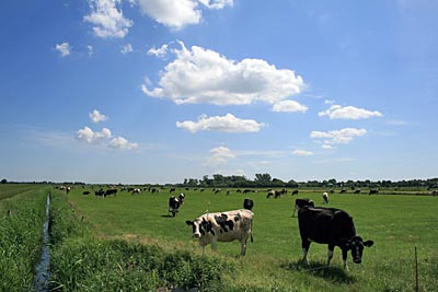Deutschland - Schleswig-Holstein - Kühe auf einer Weide bei Meggerdorf